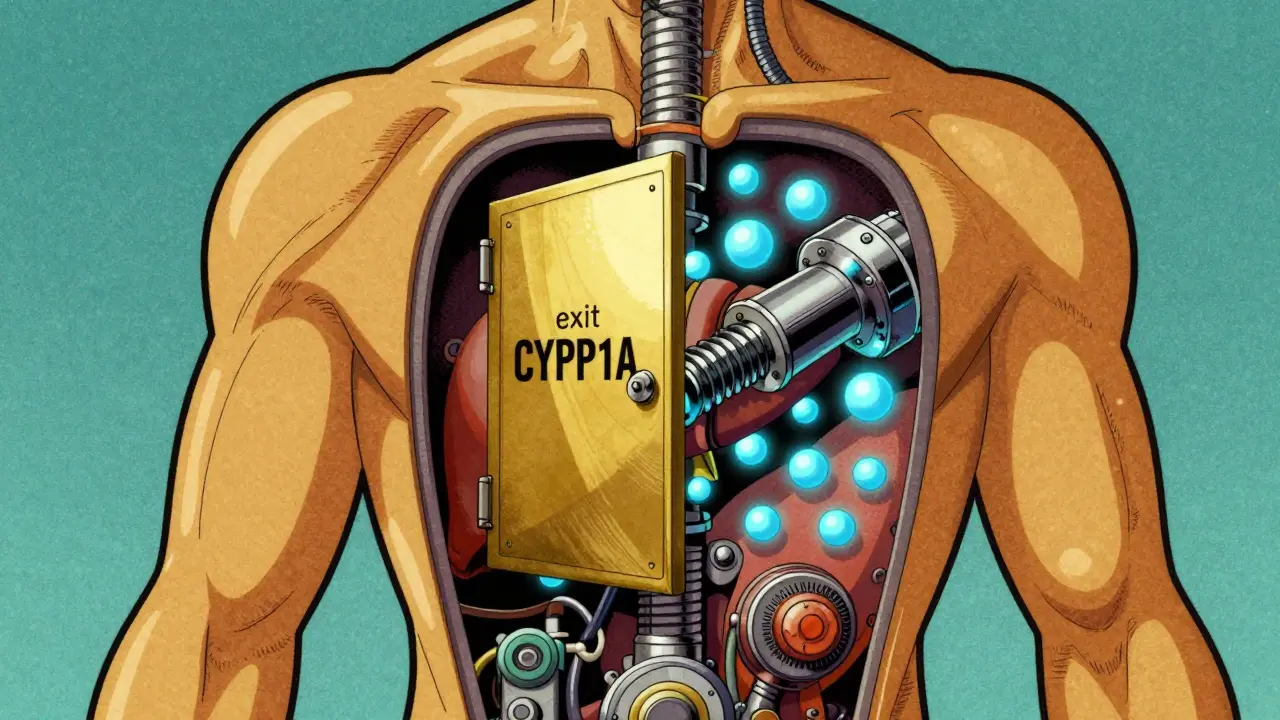 Ciprofloxacin and Theophylline Interaction: Risks and Management